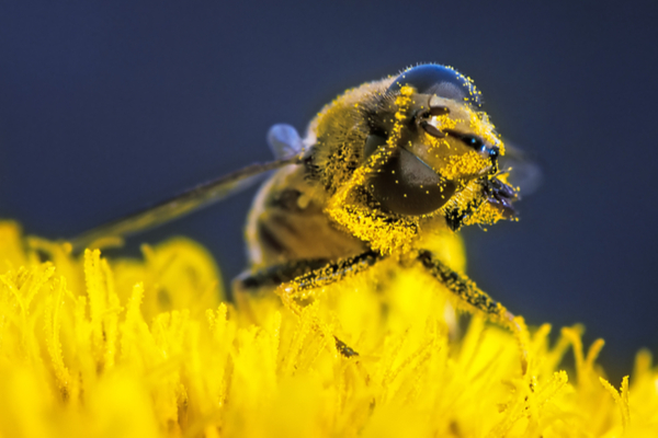 Come Si Mangia Il Polline Polline d'api: un ricostituente naturale per corpo e mente