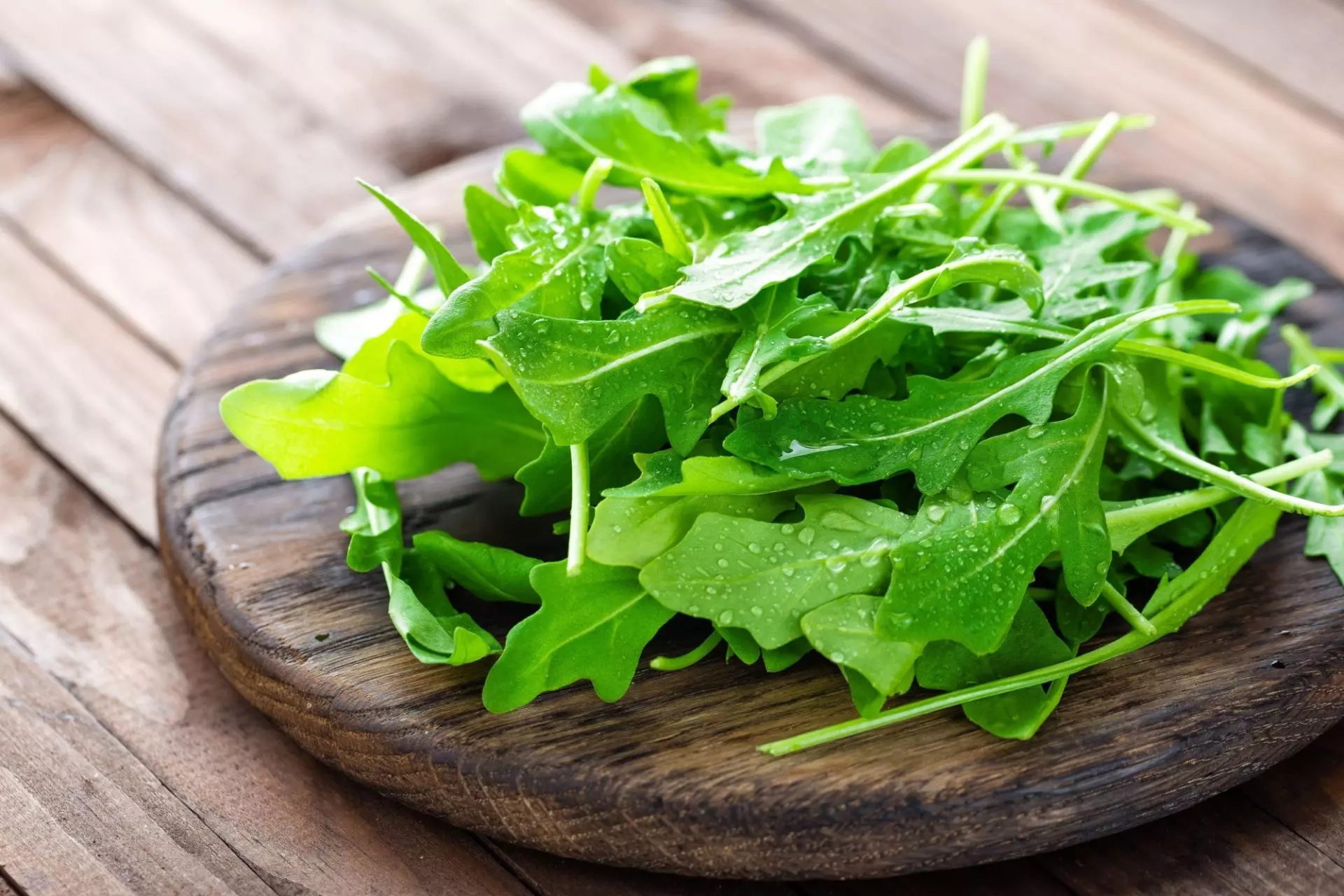 rucola