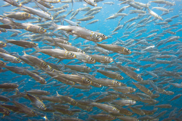 sardine mare