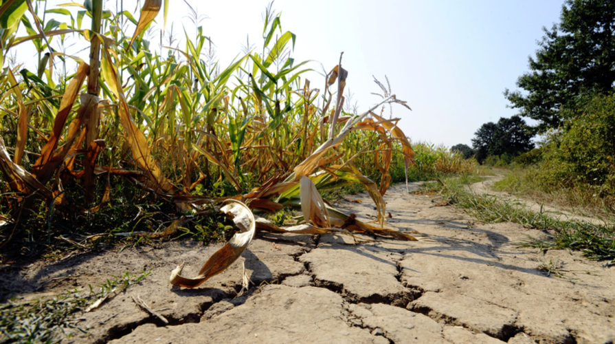 cambiamento climatico agricoltura e alimentazione