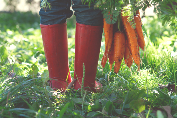coltivare carote