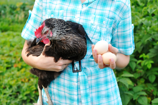 benessere galline allevamento