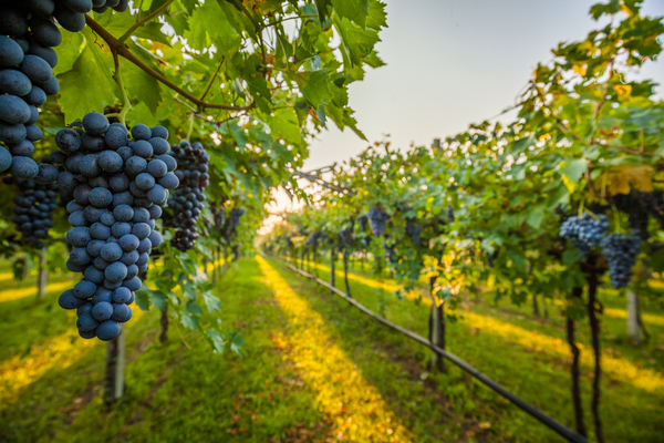 produzione uva da vino