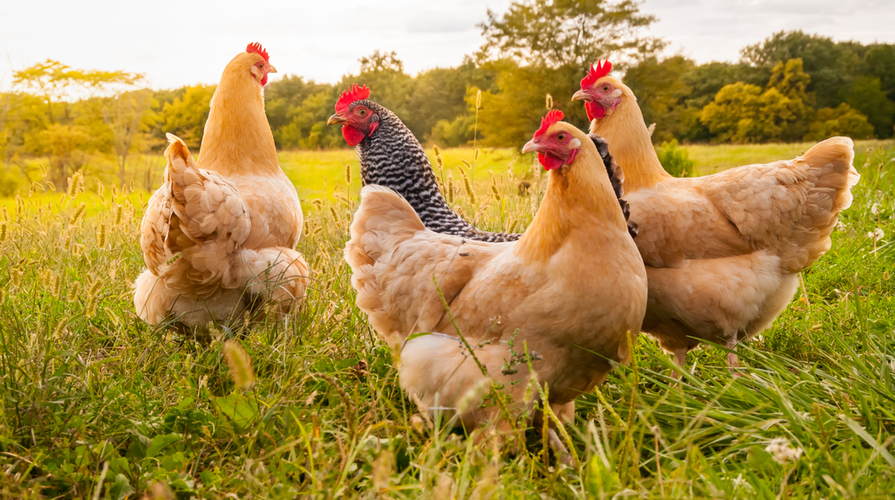 allevamento galline ovaiole all'aperto