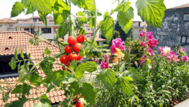 orto sul balcone