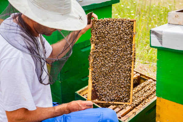 aziende apicoltura