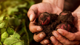nuovo regolamento biologico ue