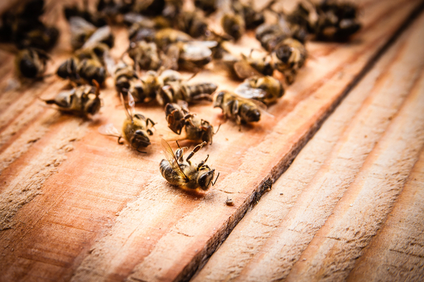 pesticidi danni apicultura