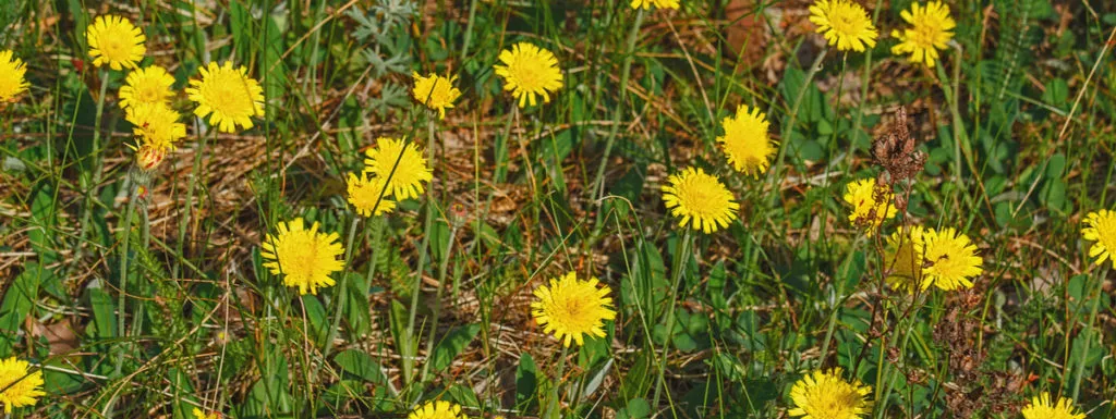 pilosella proprietà