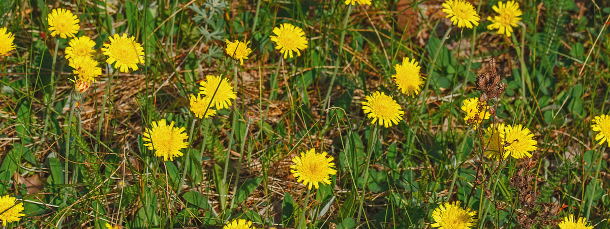 pilosella proprietà