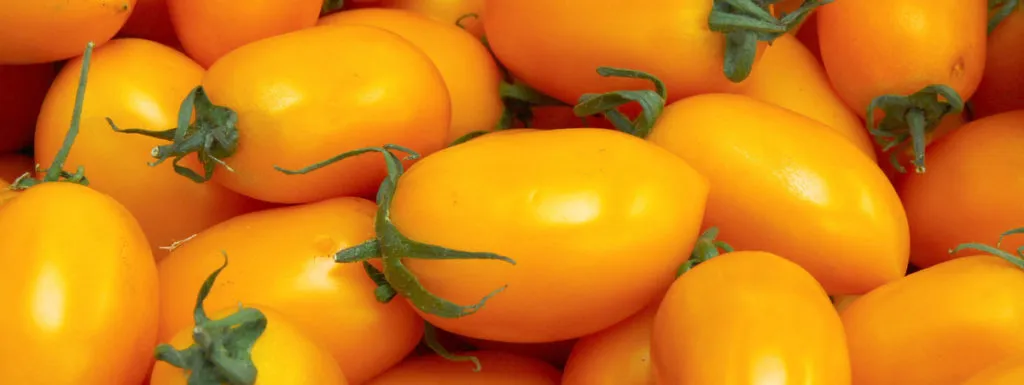 pomodorino giallo di rofrano