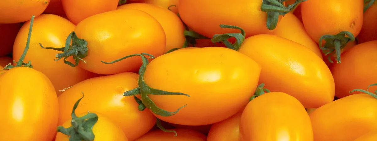 pomodorino giallo di rofrano