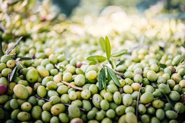 olive italiane