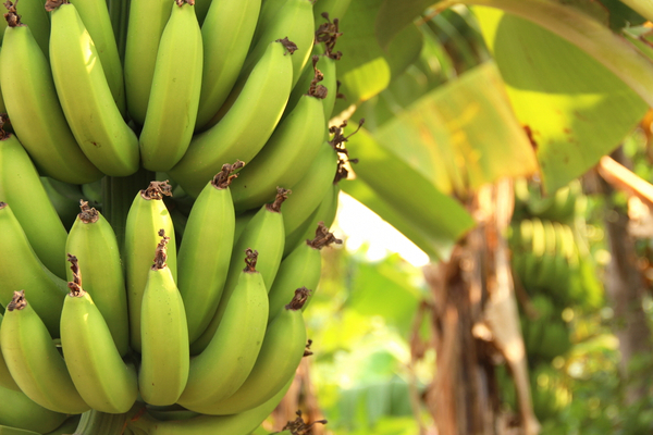 banane cavendish pesticidi