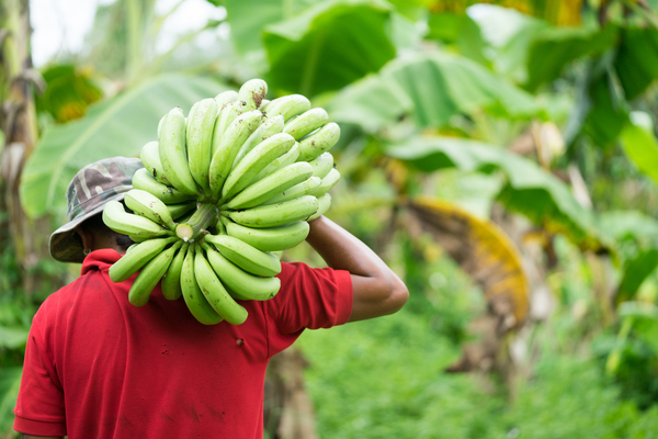 coltivazione banane