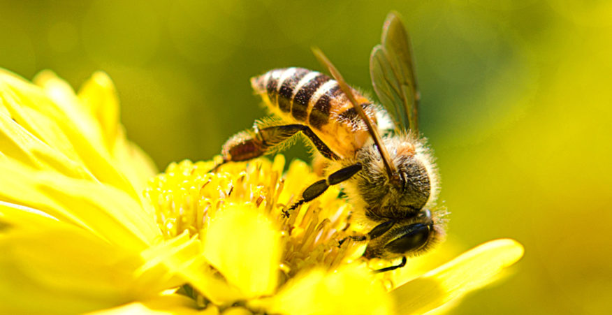 intervista la rivoluzione delle api
