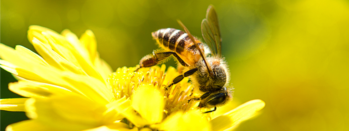 intervista la rivoluzione delle api