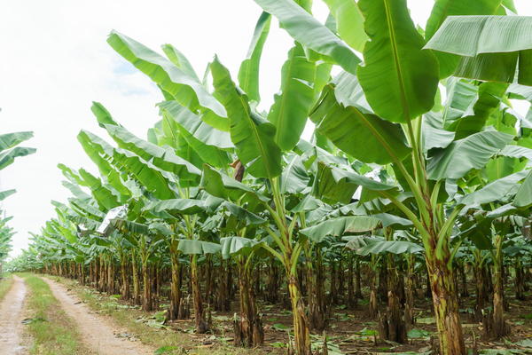 piantagione banane pesticidi