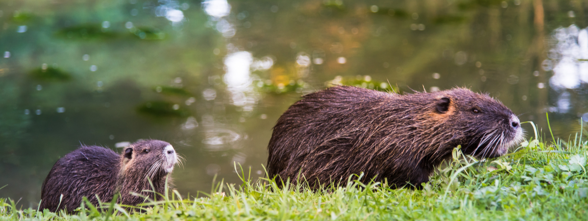 nutria si può mangiare