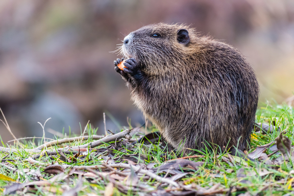 nutria