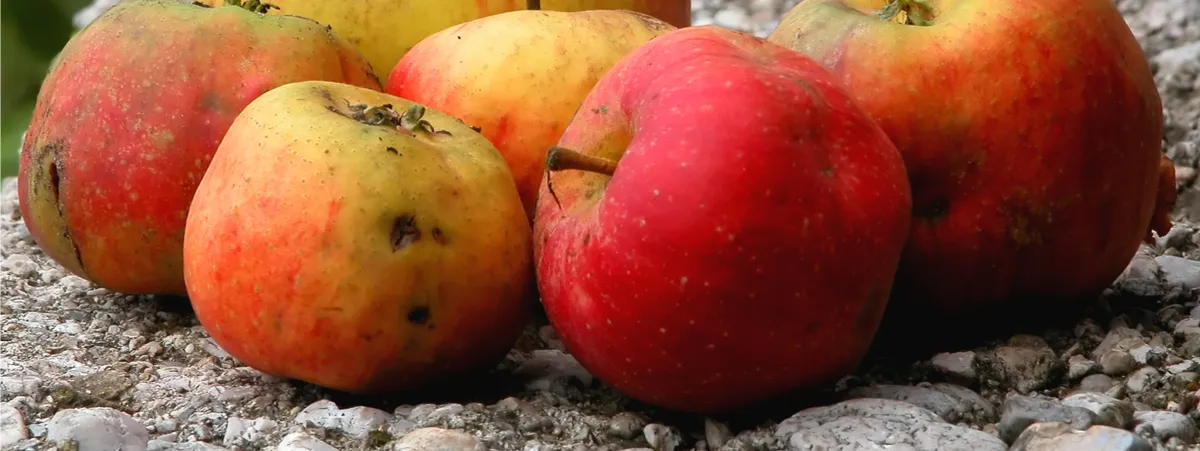 cibo sprecato perchè brutto