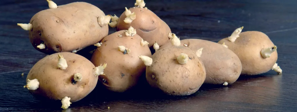 alimenti irradiati