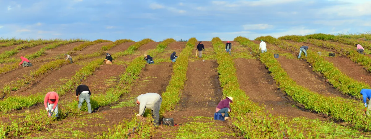 quarto rapporto agromafie caporalato