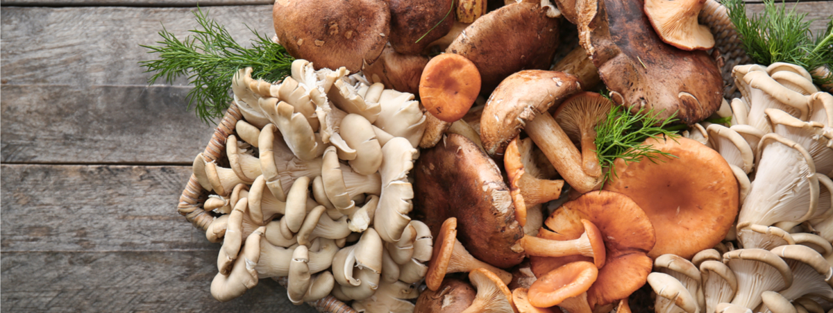 varietà di funghi