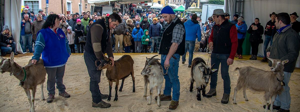 fiera delle capre ardesio