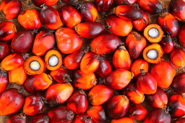 frutti olio di palma