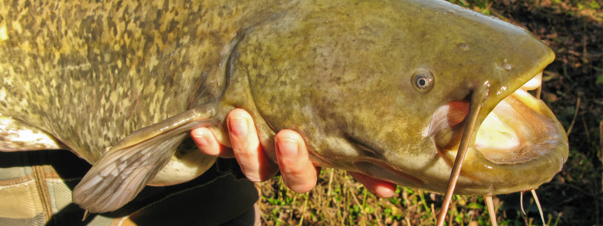 pesce siluro commestibile