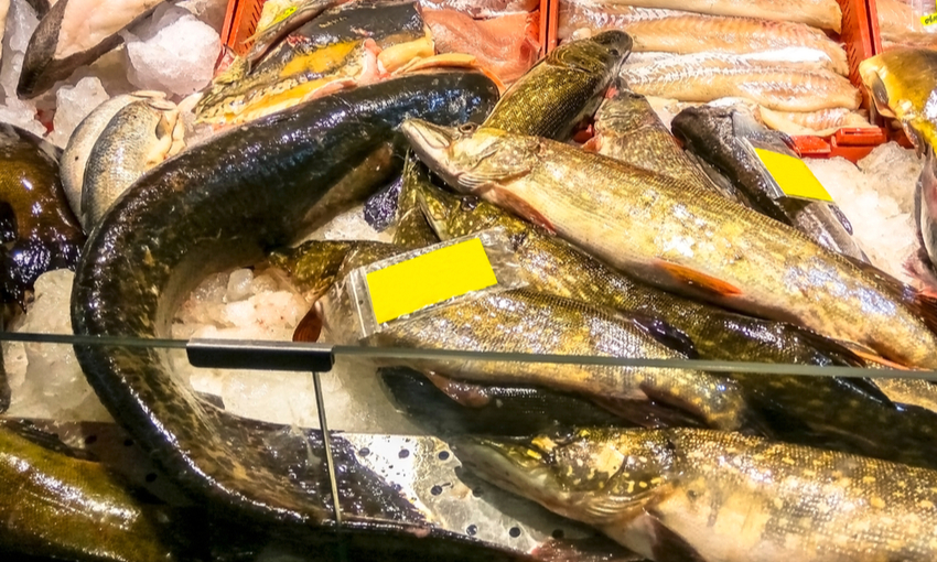 vendita pesce siluro