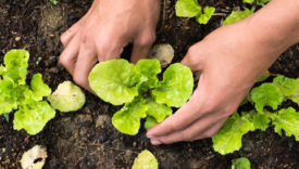 biologico cibo del futuro