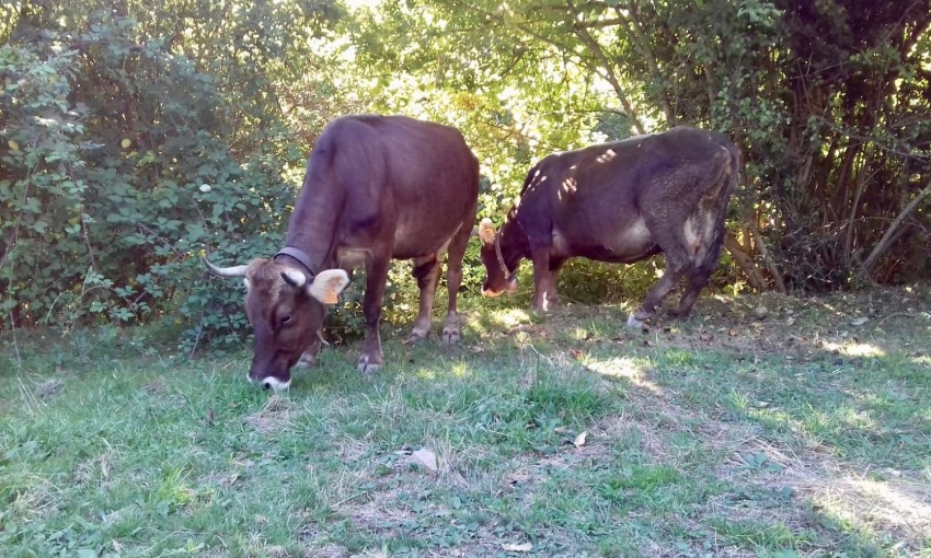 mucche razza cabannina
