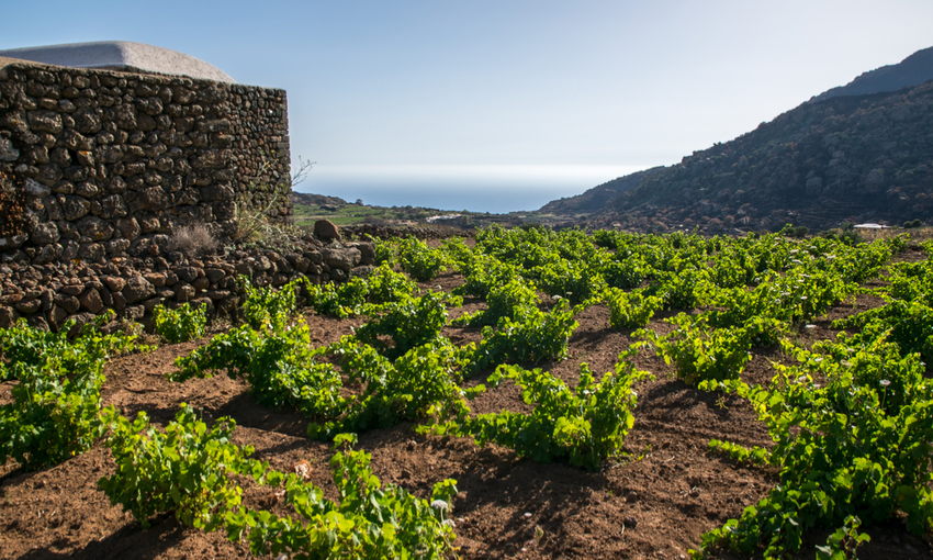 viti pantelleria