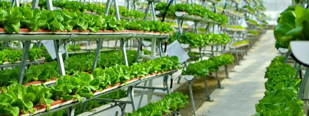 agricoltura verticale