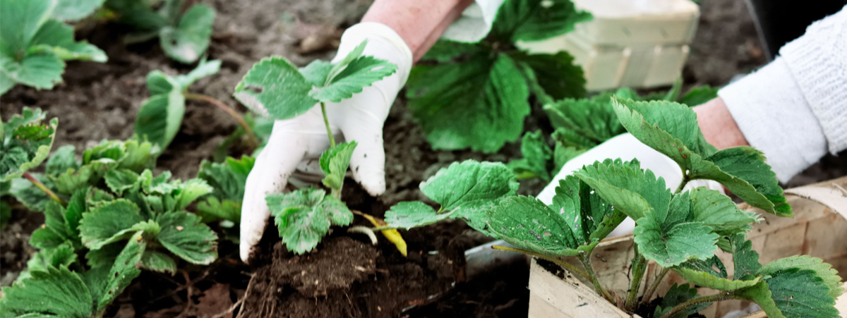 cosa piantare a giugno