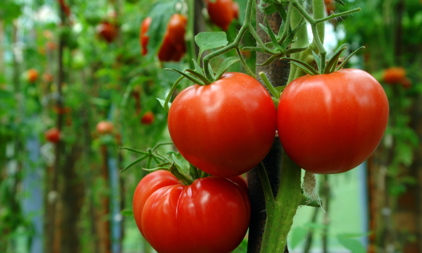 caratteristiche pomodoro