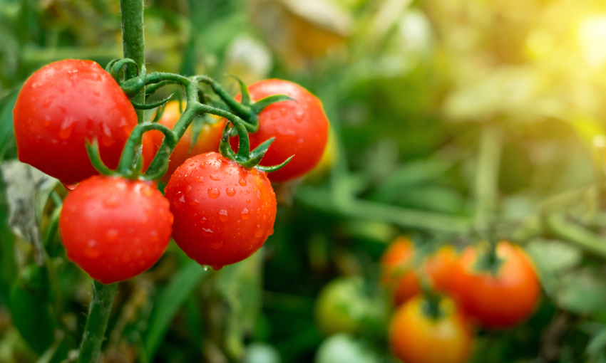 coltivazione pomodoro