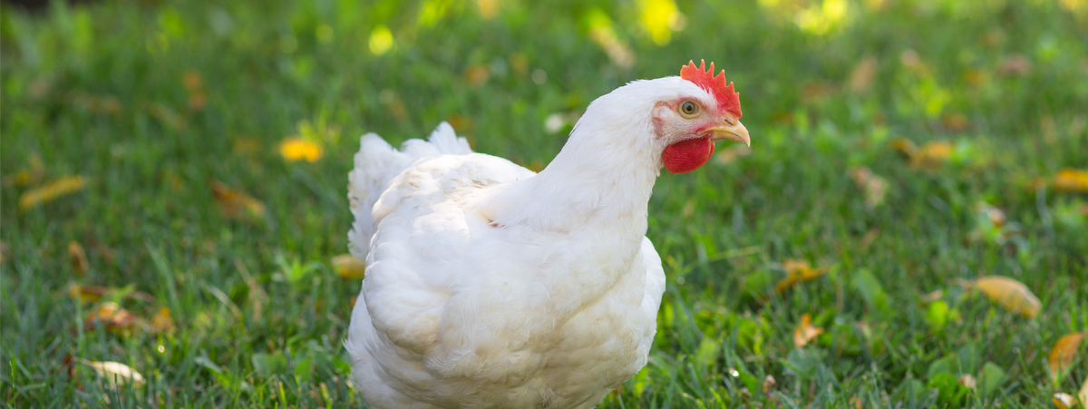 Gallinas con pelo