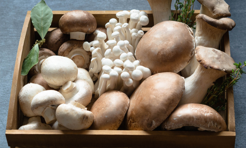 diverse varietà di funghi