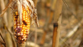 cibo e cambiamenti climatici