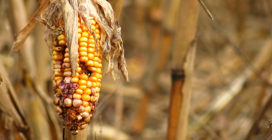 cibo e cambiamenti climatici