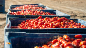 pomodoro cambiamenti climatici