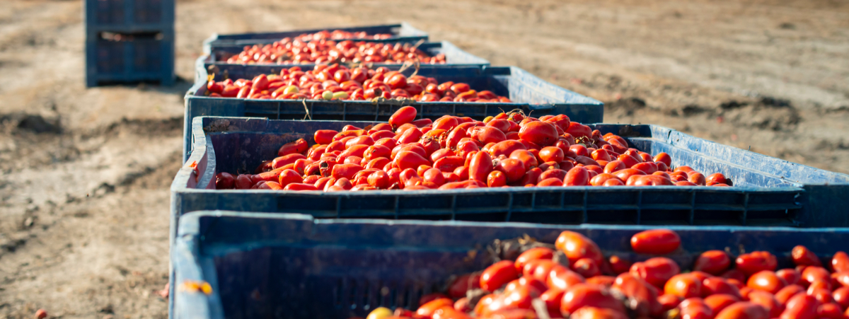 pomodoro cambiamenti climatici