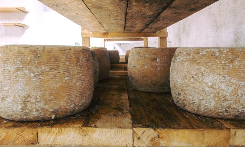 formaggi tipici della basilicata