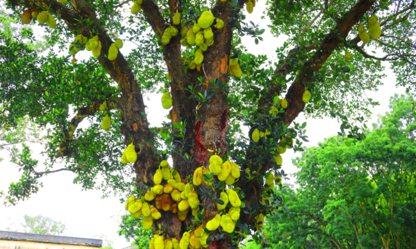 jackfruit pianta