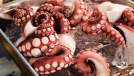 Differenza Tra Polpo E Piovra Ecco Come Distinguerli