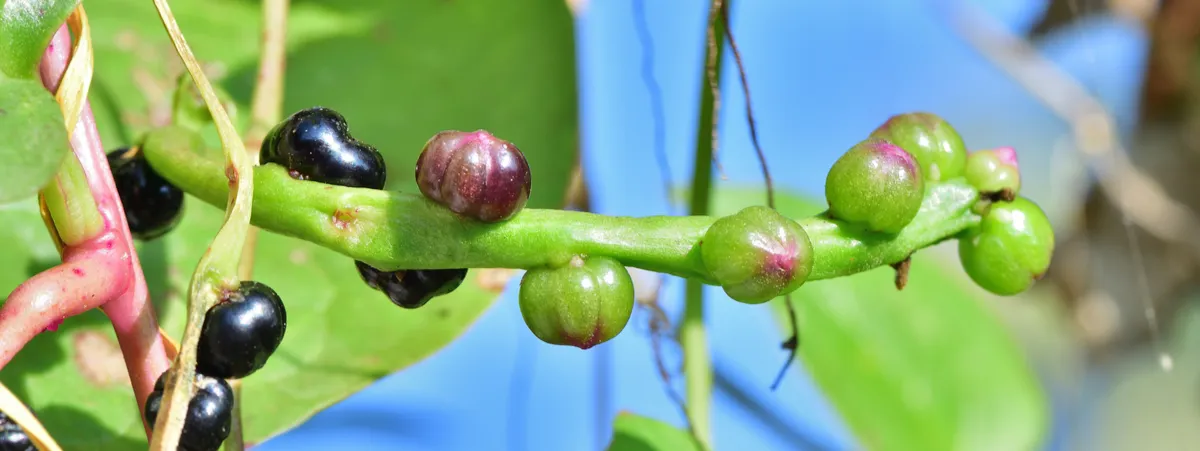 piante insolite