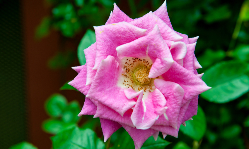 500g boccioli di rosa essiccati, tè ai fiori di rosa -  Italia